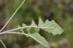 Oriental false hawksbeard